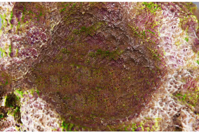 Vastocean Anemone Nest - Resin Reef Rock