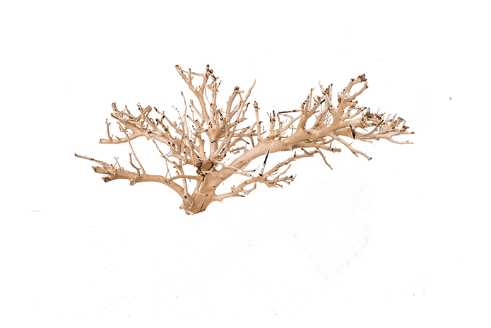 Coral Driftwood Showpiece - WA001