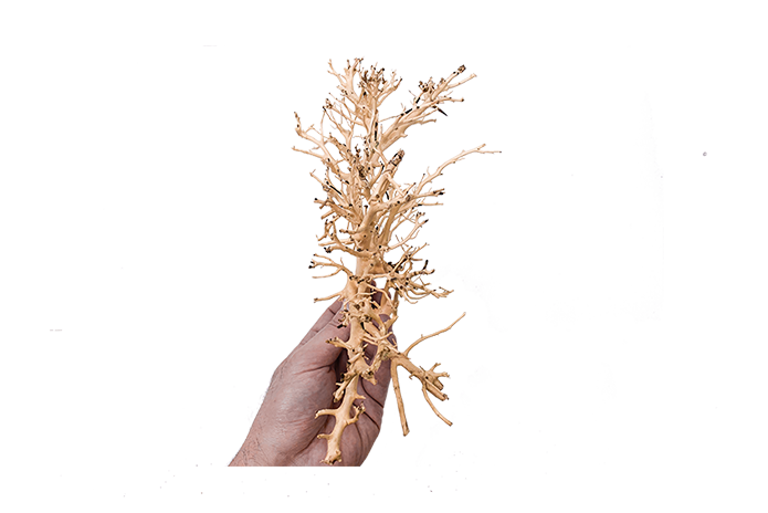 Coral Driftwood Showpiece - WA001