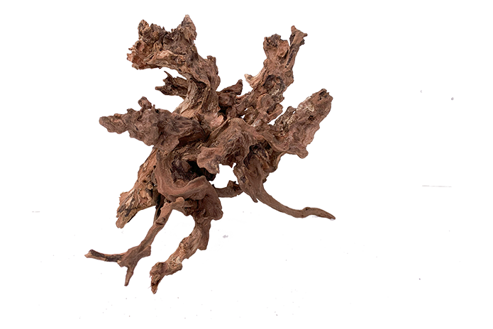 Basin Driftwood Showpiece - WA002