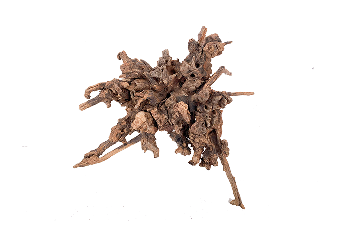 Basin Driftwood Showpiece - WA005