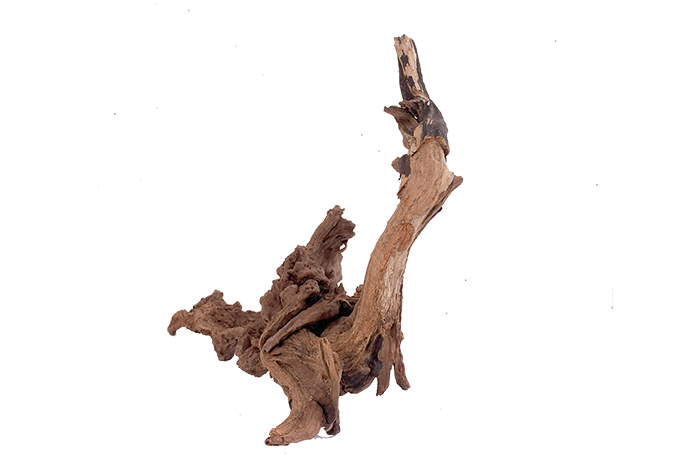 Basin Driftwood Showpiece - WA006