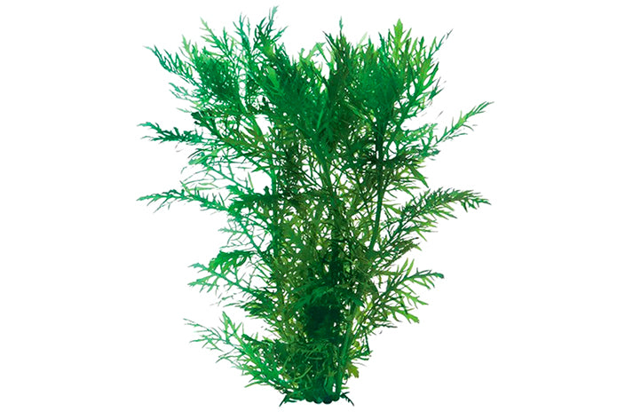 Water Wisteria - Hydrophila Difformis (bunch)