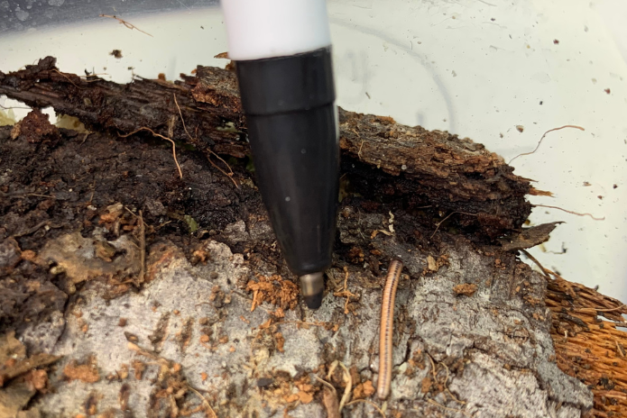 x4 Zebra millipedes (Spirobolellus sp)