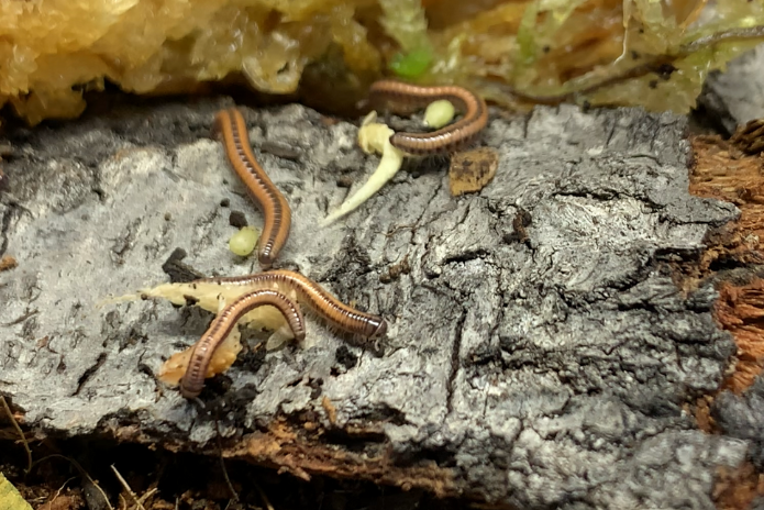 x4 Zebra millipedes (Spirobolellus sp)