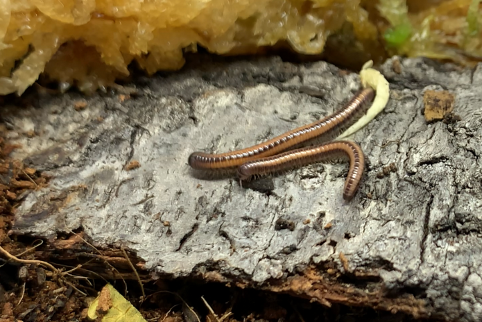 x4 Zebra millipedes (Spirobolellus sp)