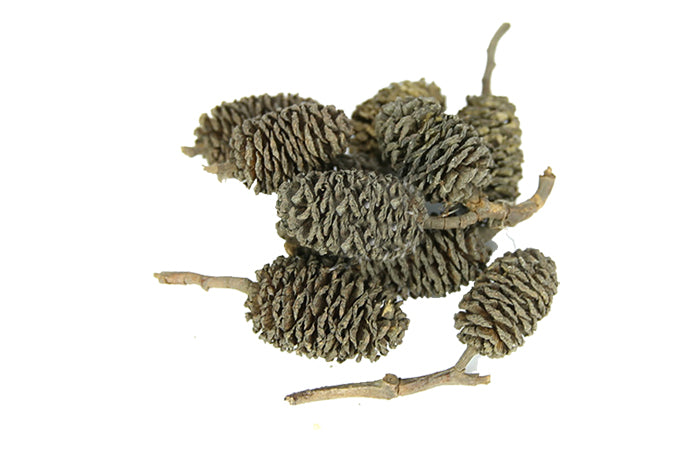 Alder Cones