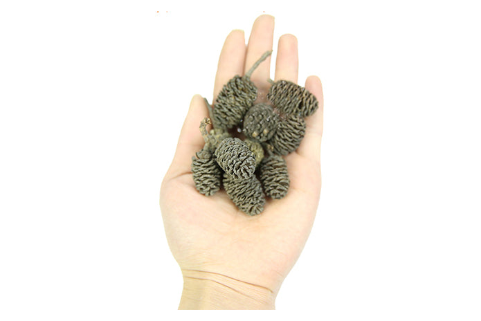 Alder Cones