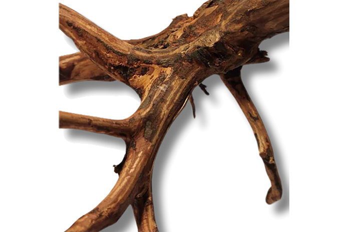 Tiger Forest Driftwood