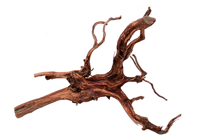 Tiger Forest Driftwood