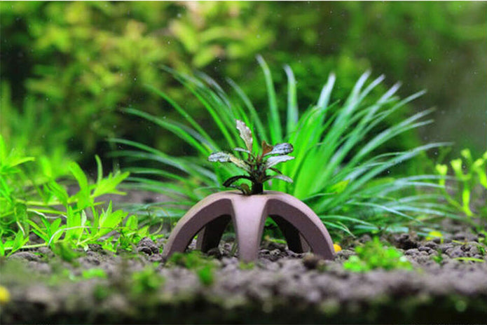 Ceramic Star Shrimp Shelters