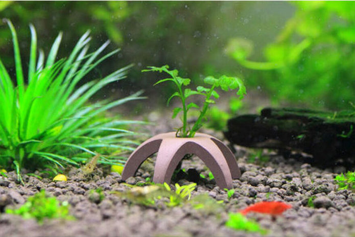 Ceramic Star Shrimp Shelters