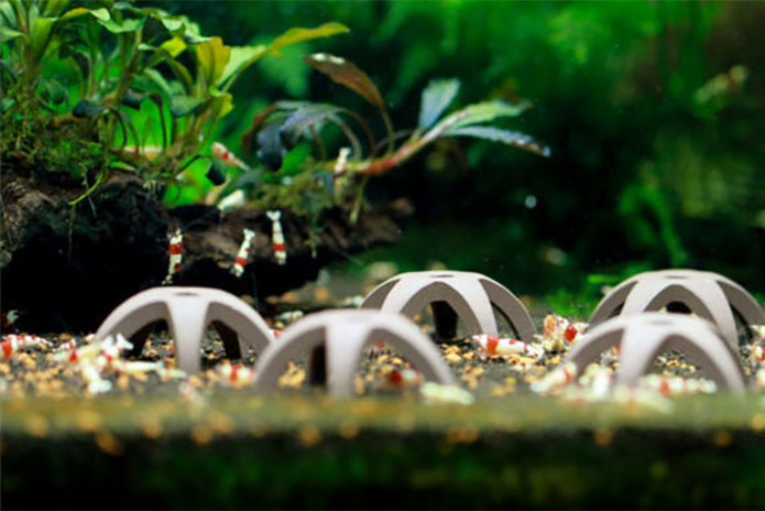 Ceramic Star Shrimp Shelters