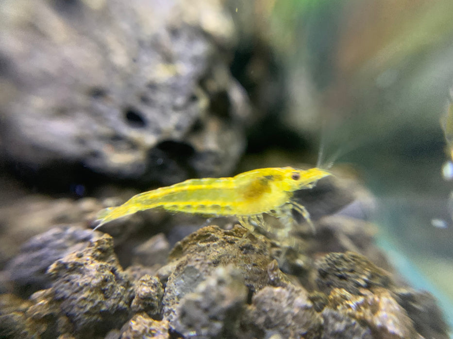x10 Yellow Cherry Shrimp