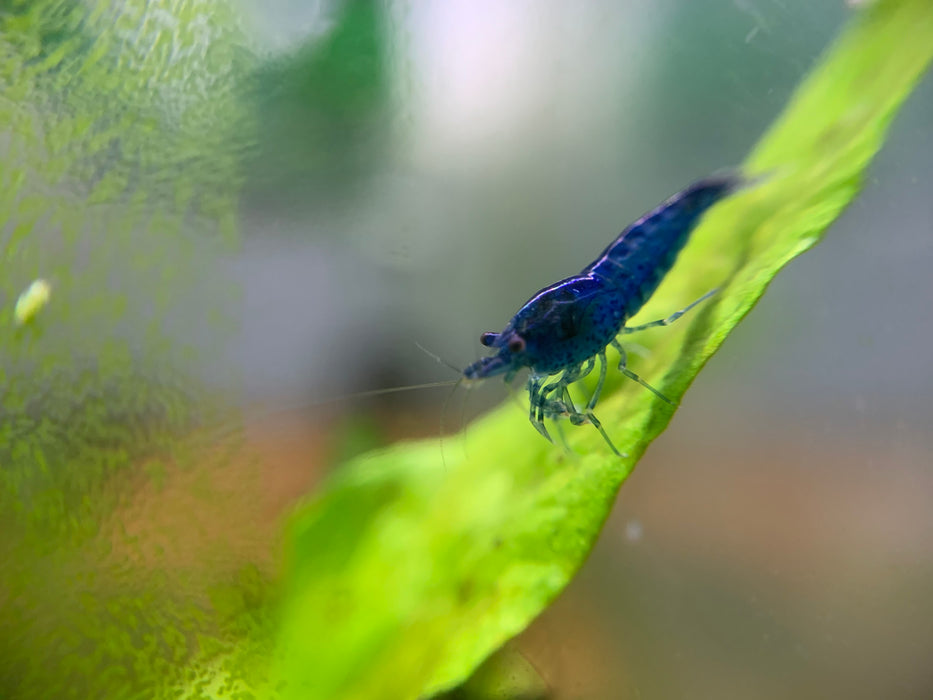 x10 Blue Dreams Shrimp