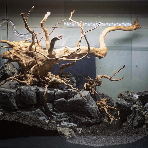 Custom Order: Stunning Dry Start Method Aquarium with Driftwood