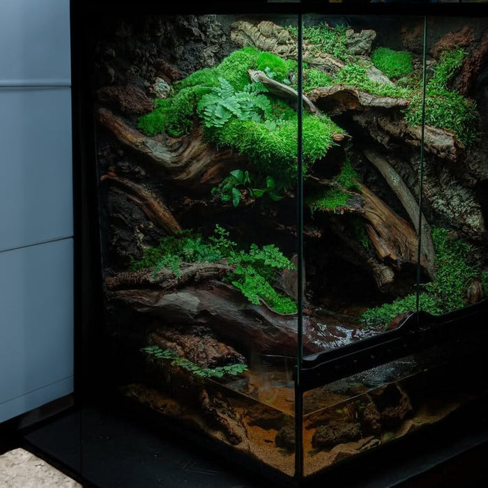 The Art of Creating a Custom-Made Terrarium: A Natural Masterpiece