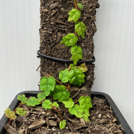 Ficus Thunbergii -ex: Ficus Pumila var. Quercifolia