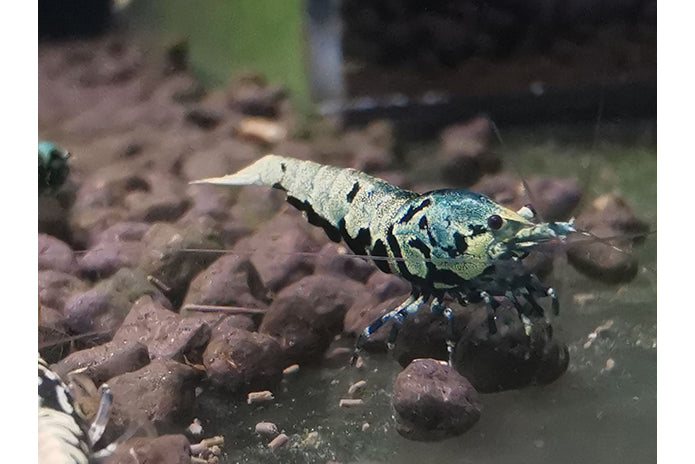 Boa Caridina Shrimp (low to medium grade)