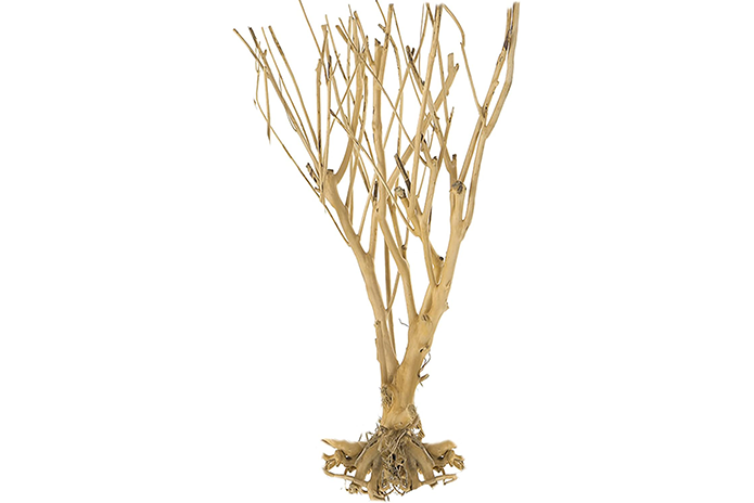 Enakshi Driftwood - Tree