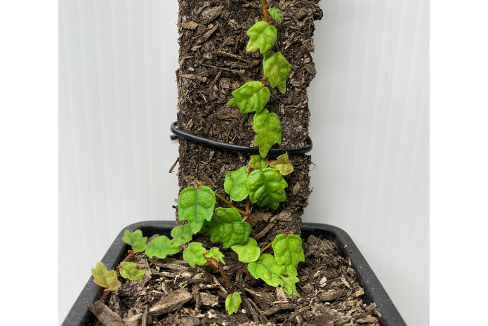 Ficus Thunbergii -ex: Ficus Pumila var. Quercifolia