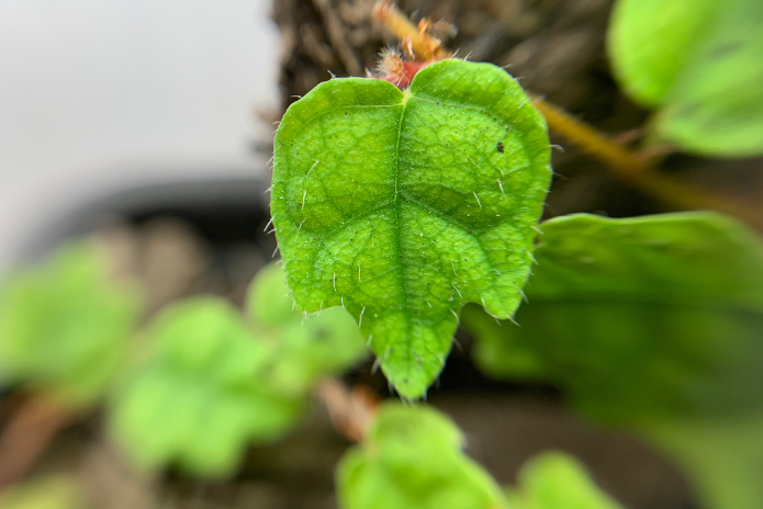 Ficus Thunbergii -ex: Ficus Pumila var. Quercifolia