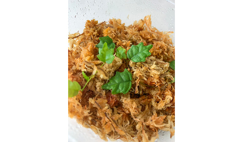 Ficus Thunbergii -ex: Ficus Pumila var. Quercifolia