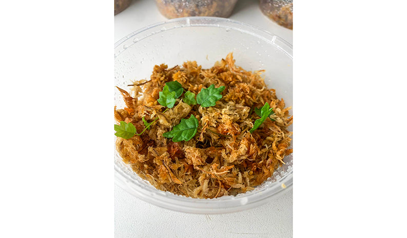 Ficus Thunbergii -ex: Ficus Pumila var. Quercifolia