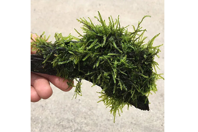 Fontinalis Moss On Extra Small Driftwood