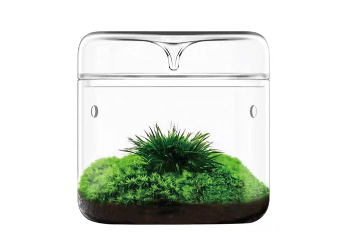 Glass Micro Terrarium - Mossarium