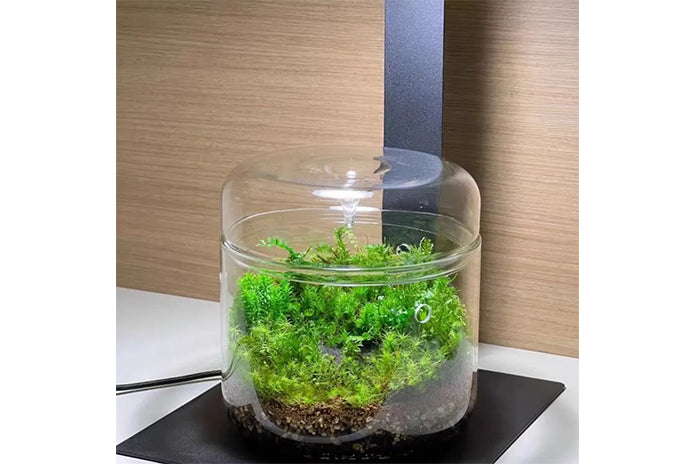 Glass Micro Terrarium - Mossarium