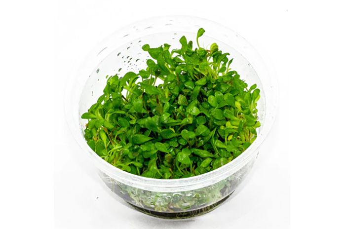 Tissue Culture - Glossostigma Elatinoides