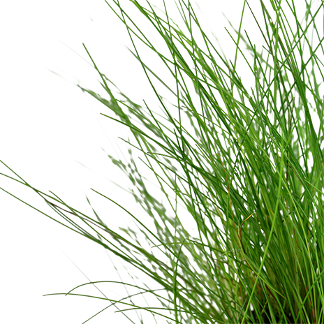 Hairgrass - Eleocharis Parvula (pot)