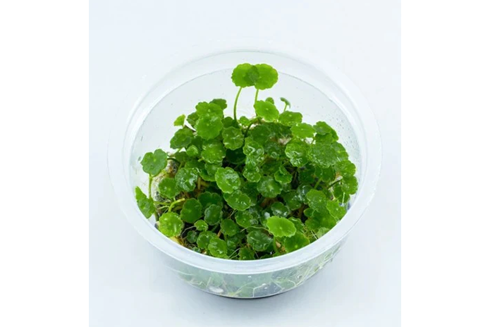 Tissue Culture - Hydrocotyle Verticillata