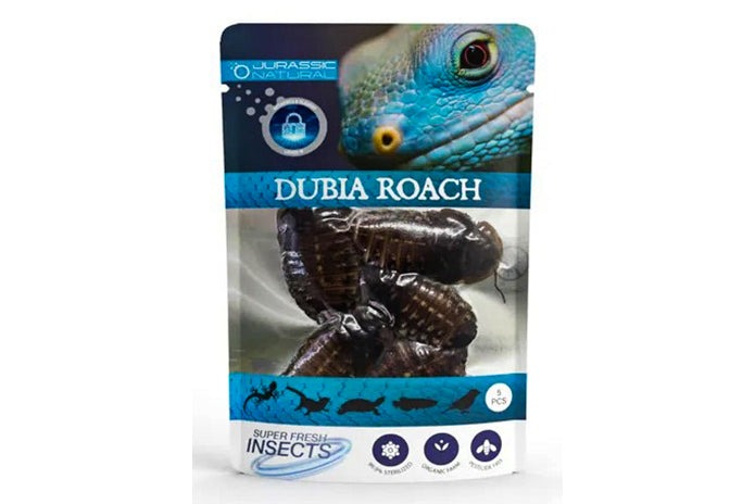 Jurassic Natural Super Fresh Dubia Roach 5 Pieces