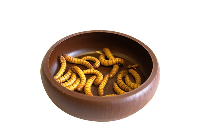 Komodo Mealworm Dish