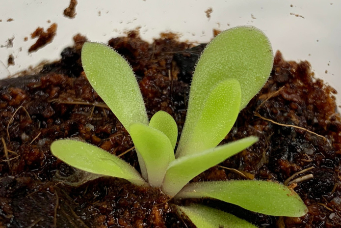 Pinguicula Agnata x Potosiensis