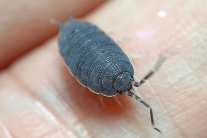 x10 Porcellionides Pruinosus - Powder Blue Isopods