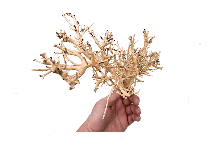 Coral Driftwood Showpiece - WA001