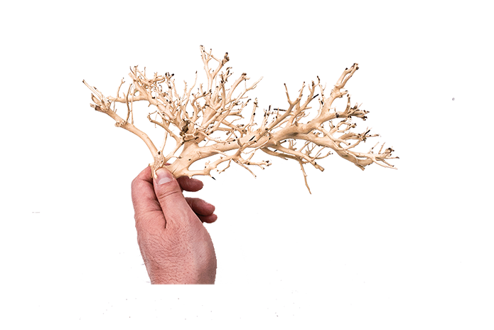 Coral Driftwood Showpiece - WA001