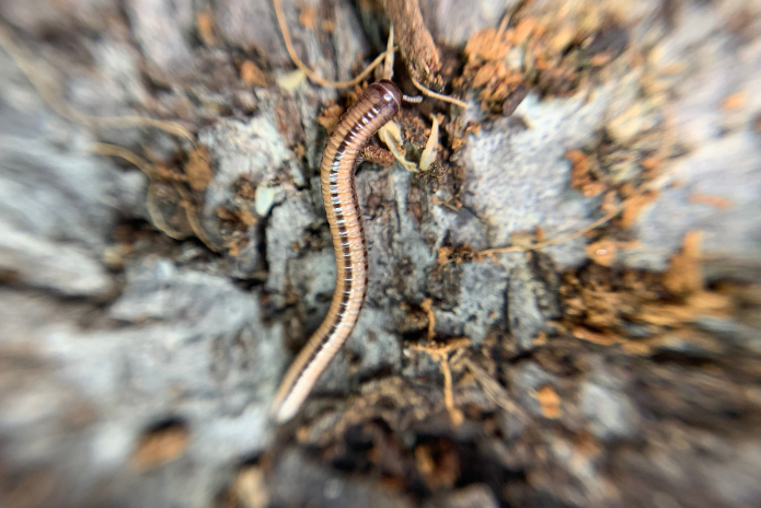 x4 Zebra millipedes (Spirobolellus sp)