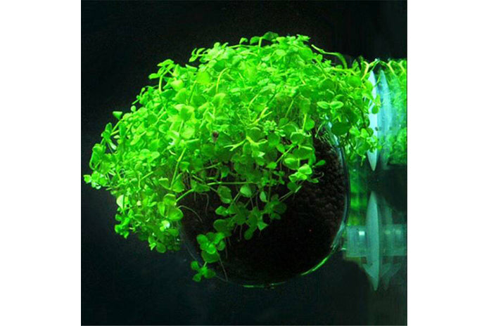 Aquarium Glass Pot